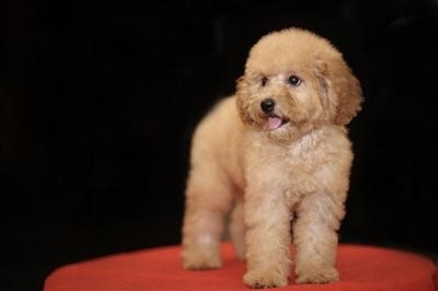 泰迪犬