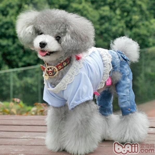 貴賓犬