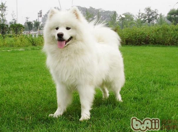 薩摩耶犬