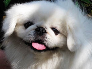 京巴犬