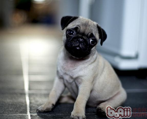 八哥犬
