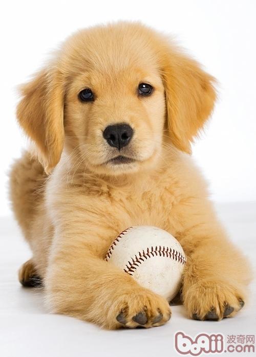金毛犬