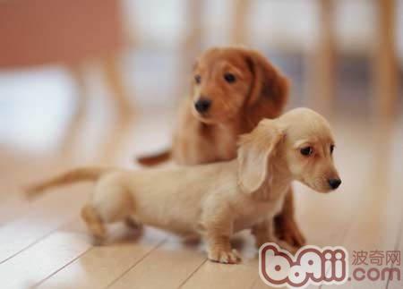 臘腸犬