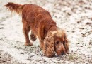 可卡犬的保養秘訣
