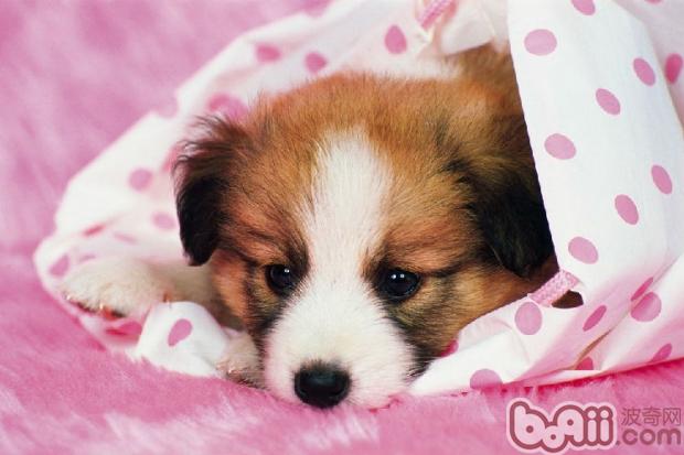 狗狗睡眠
