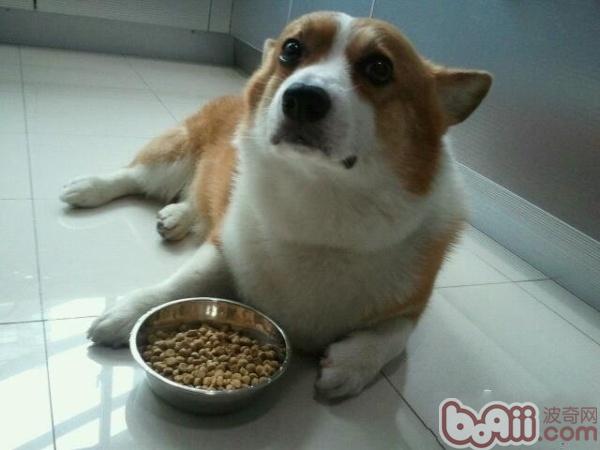 柯基犬
