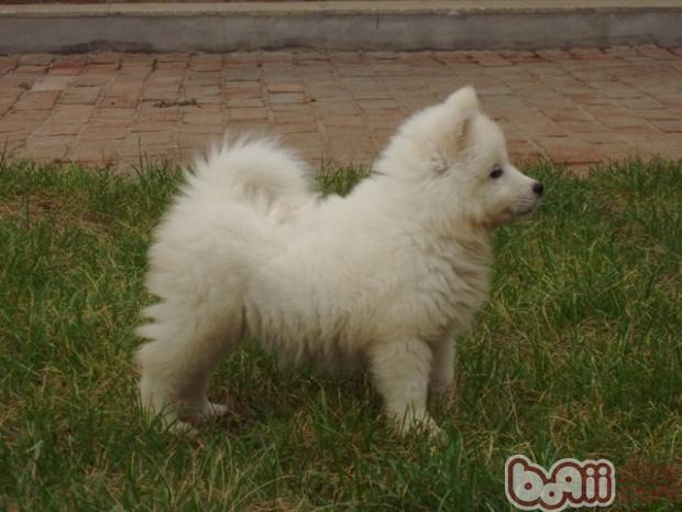 薩摩耶幼犬
