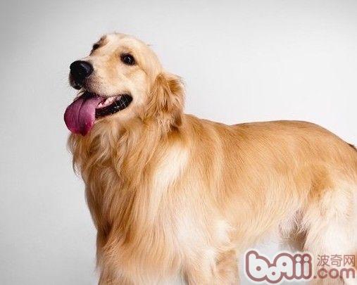 金毛犬