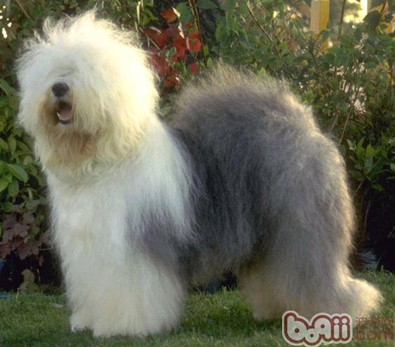 古代牧羊犬