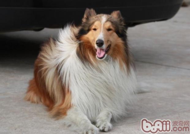 蘇格蘭牧羊犬
