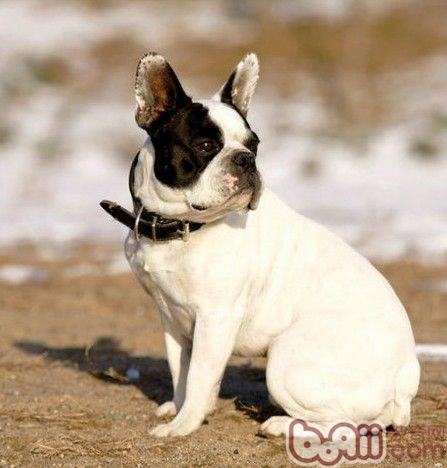 斗牛犬