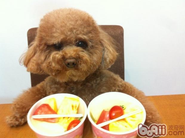 貴賓犬