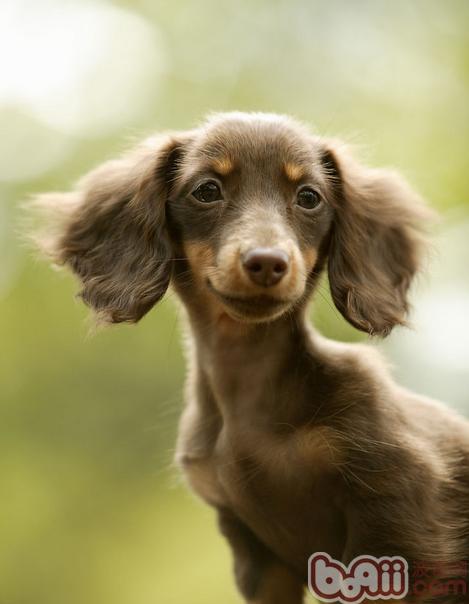 臘腸犬