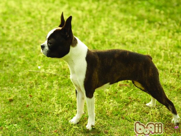 斗牛犬