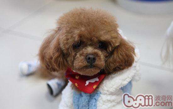 泰迪犬