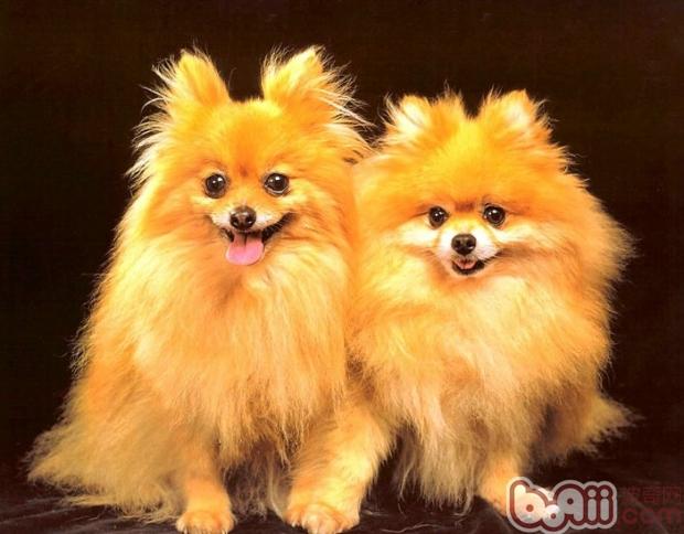 博美犬