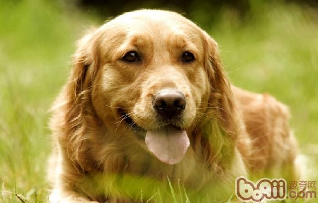 金毛犬