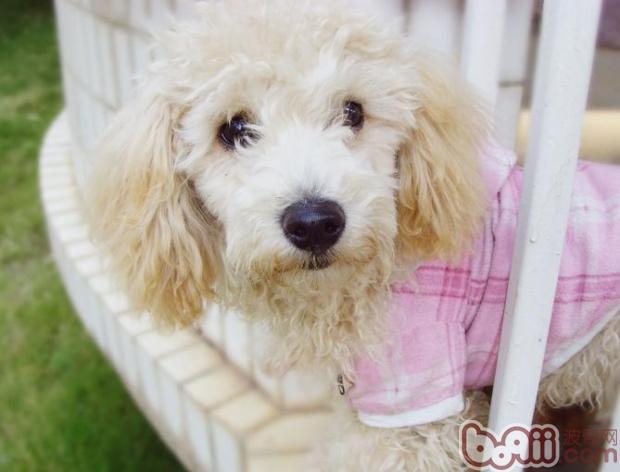 貴賓犬