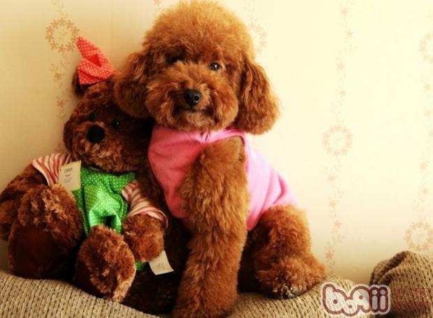 貴賓犬