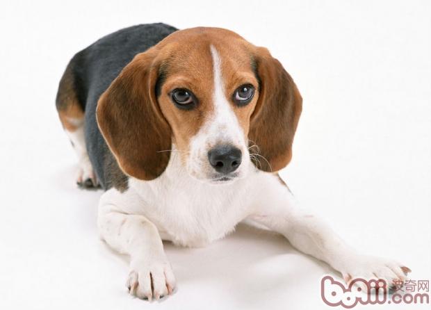 比格犬
