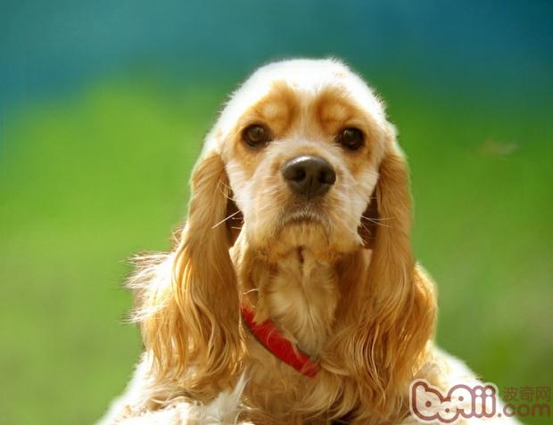 可卡犬