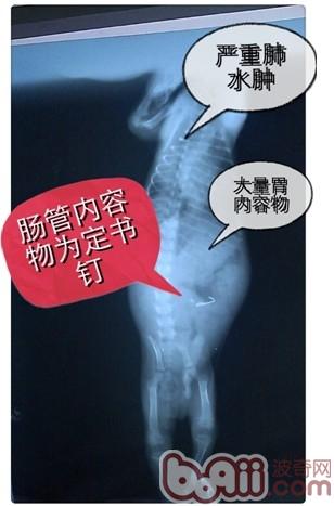 腸道內有異物