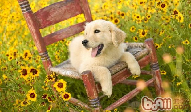 金毛犬