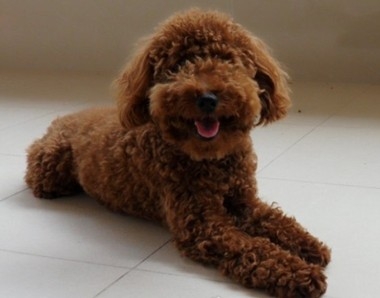健康的泰迪犬