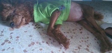 泰迪犬
