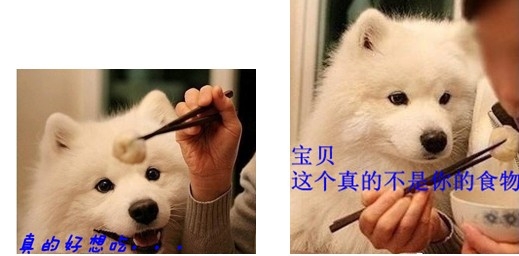 薩摩耶