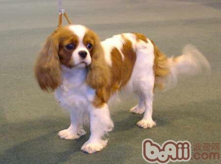 騎士查理王獵犬