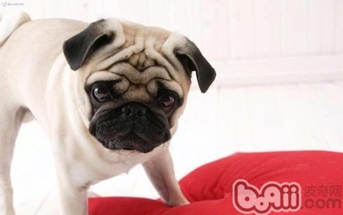 巴哥犬