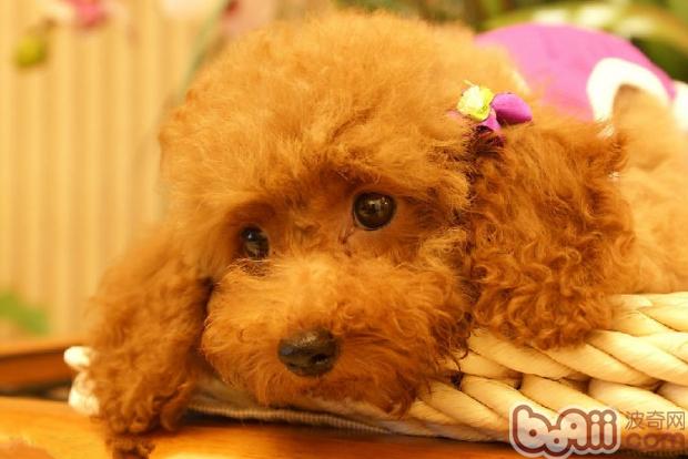 貴賓犬