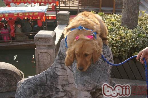 金毛犬