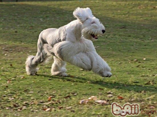 古牧犬