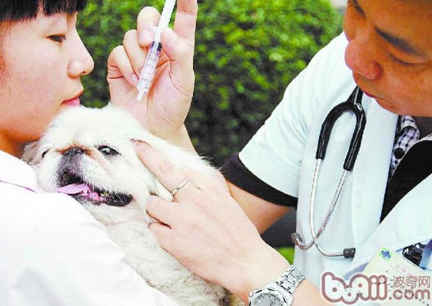 狗狗體檢