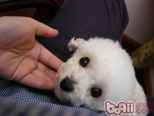貴賓犬