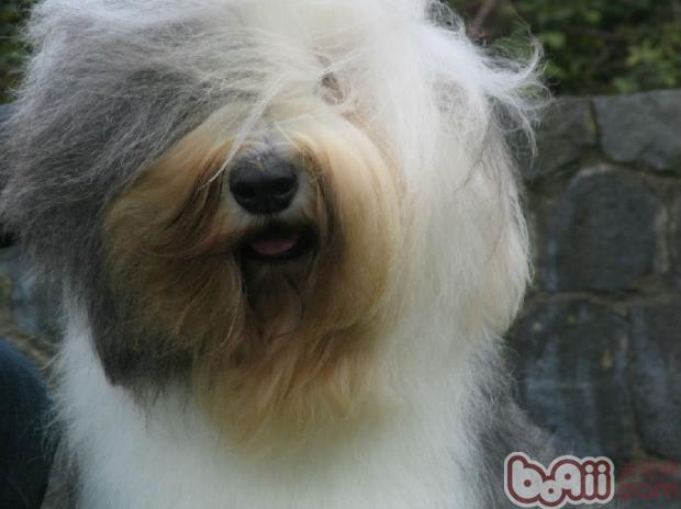  英國古代牧羊犬