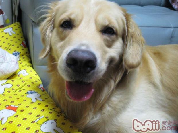 金毛犬.jpg