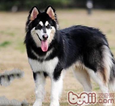 阿拉斯加犬
