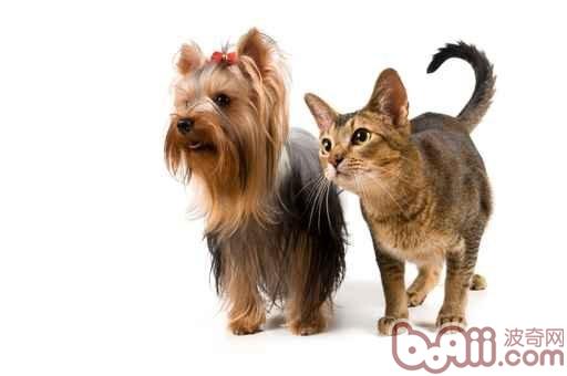 犬和貓