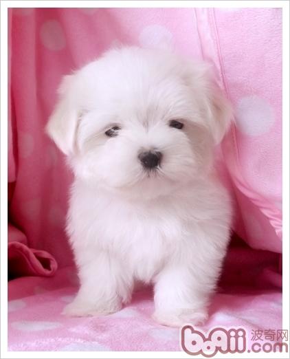 馬爾濟斯犬