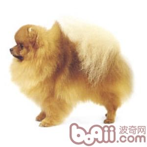 室內小型犬
