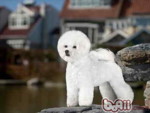 比熊犬