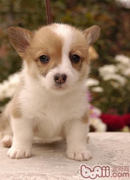 幼犬