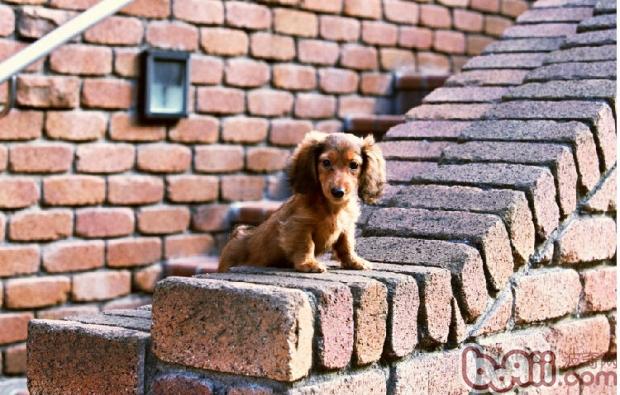 臘腸犬