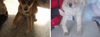 長期食用玉米面的犬導致缺鈣引起骨骼異常
