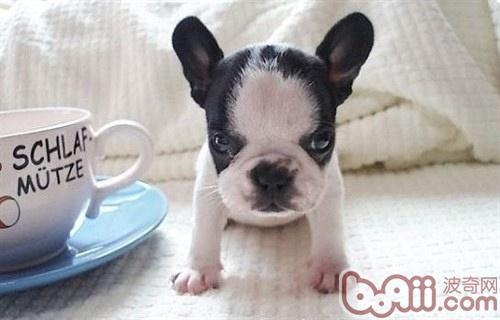 八哥犬
