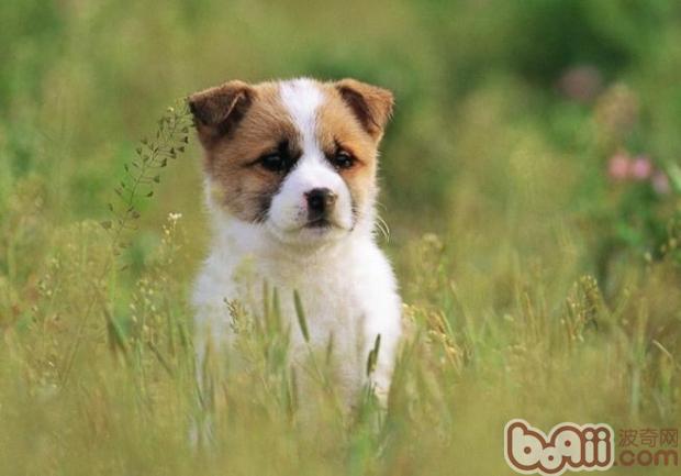 寵物犬