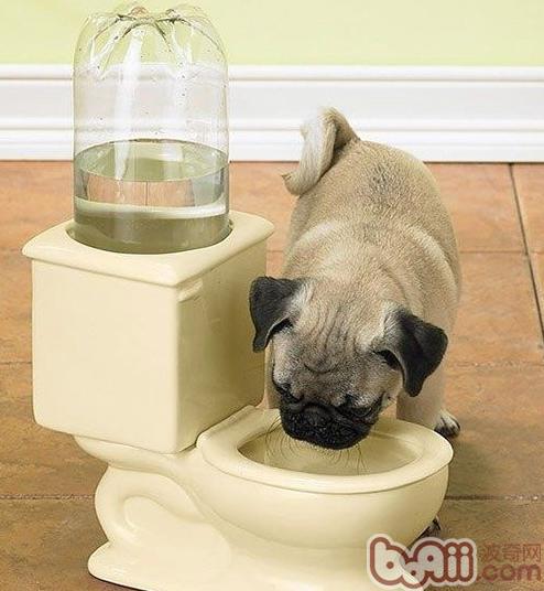狗狗補水